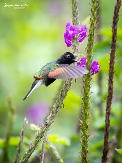 Hummingbirds of Costa Rica